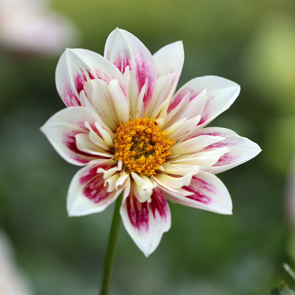 Dahlia collerette Fashion Monger