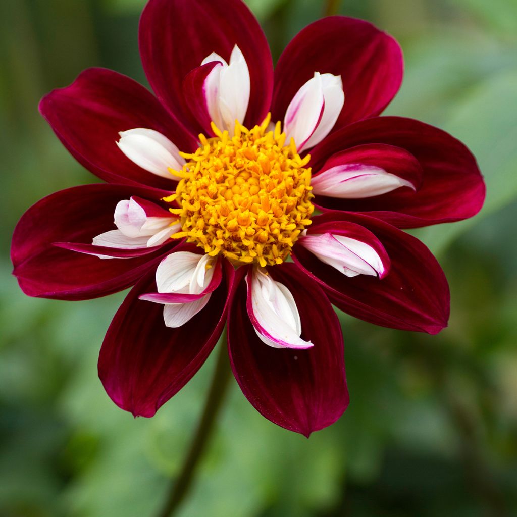 Dahlia collerette Impression Fantastico