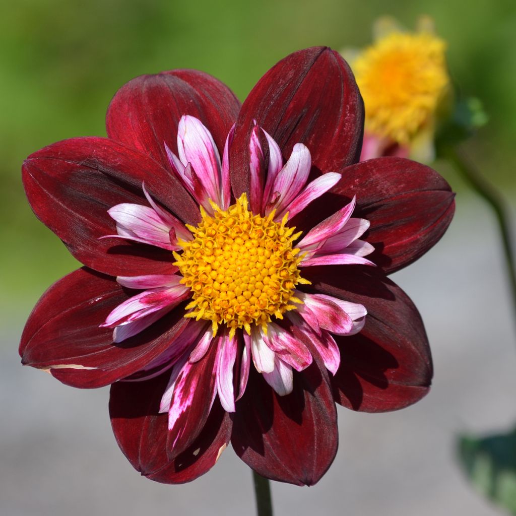 Dahlia collerette Impression Fantastico