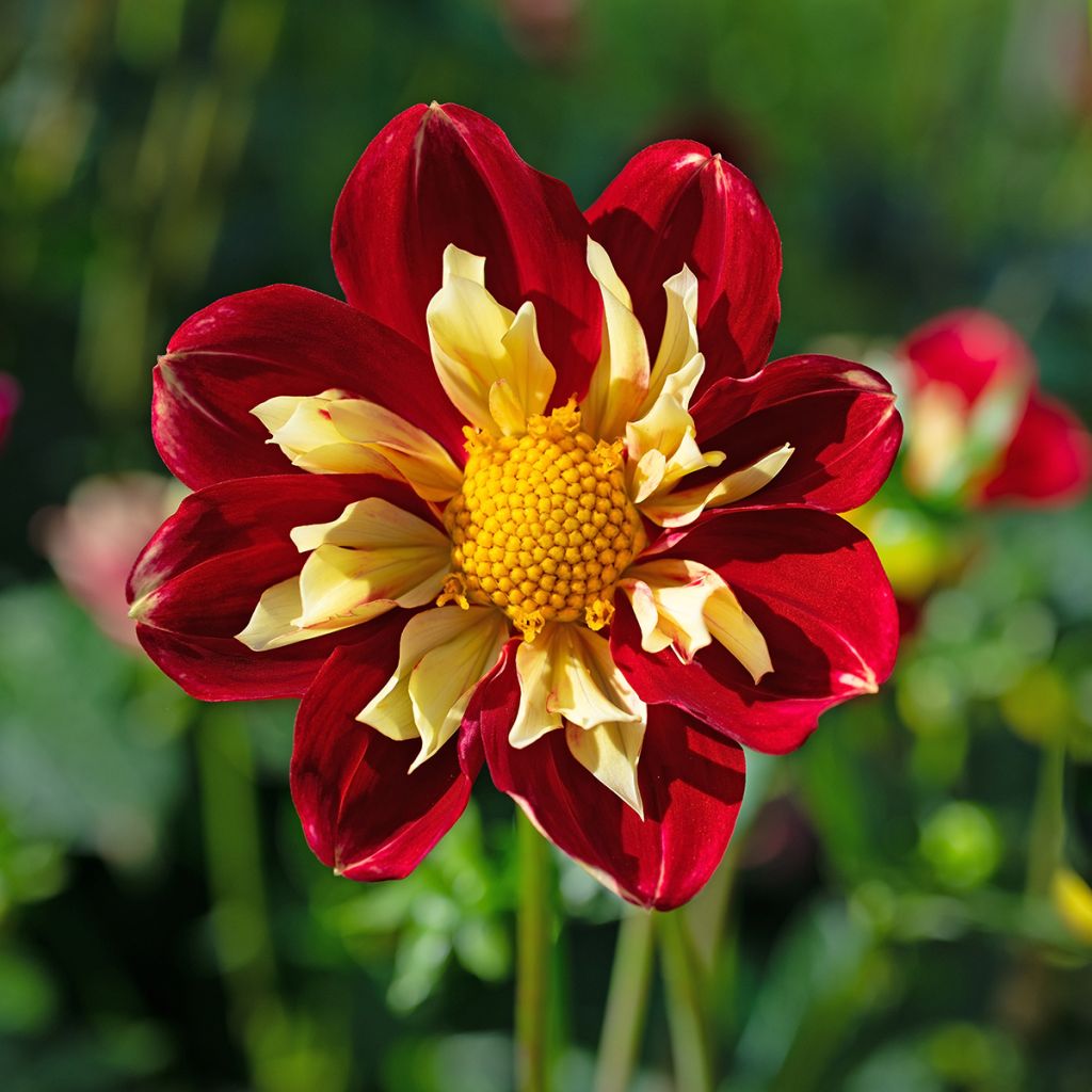 Dahlia collerette Impression Festivo