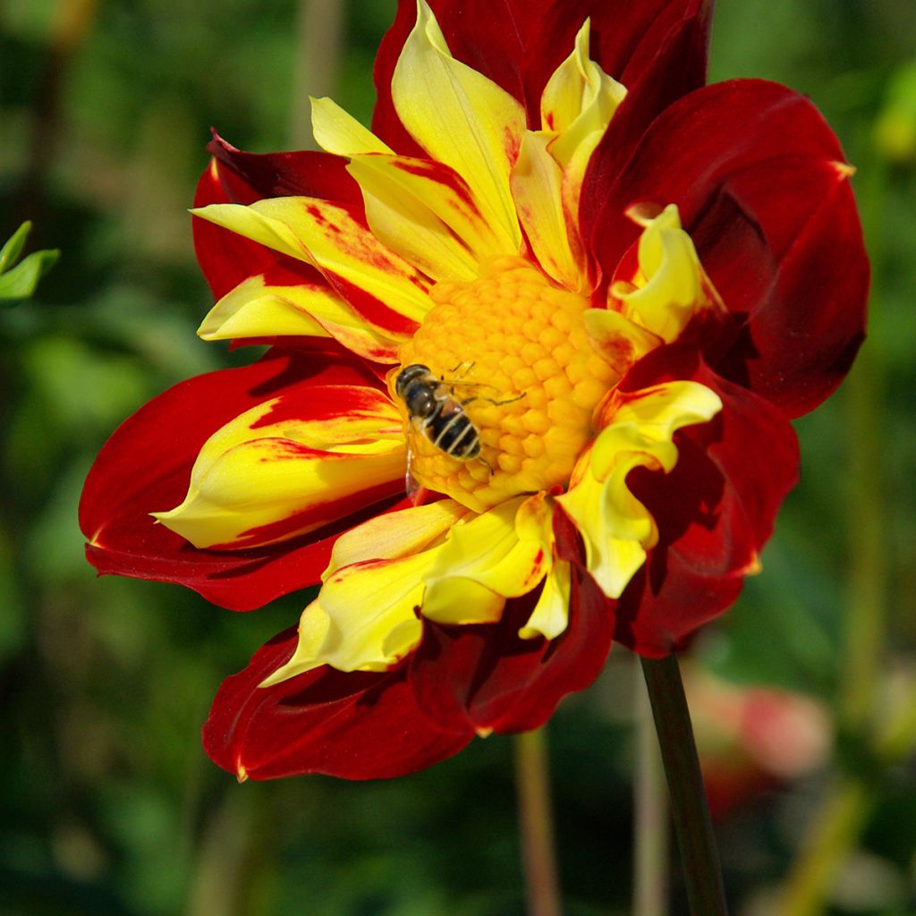 Dahlia collerette Impression Festivo