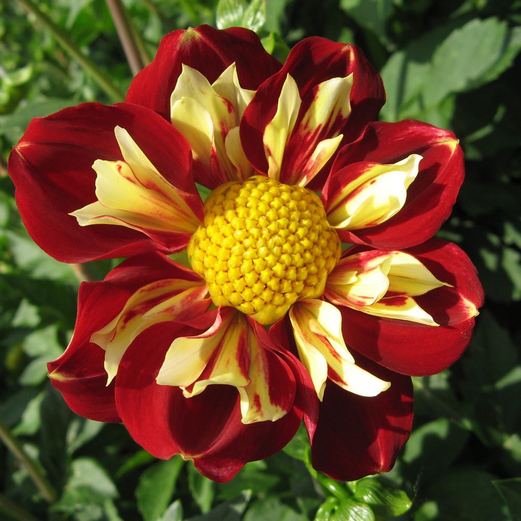 Dahlia collerette Impression Festivo