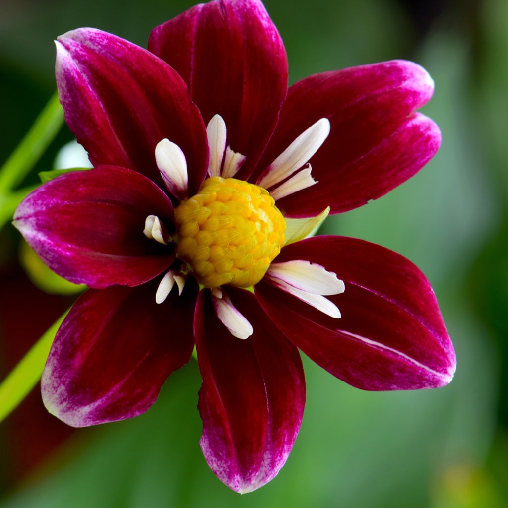 Dahlia collerette Mary Evelyn