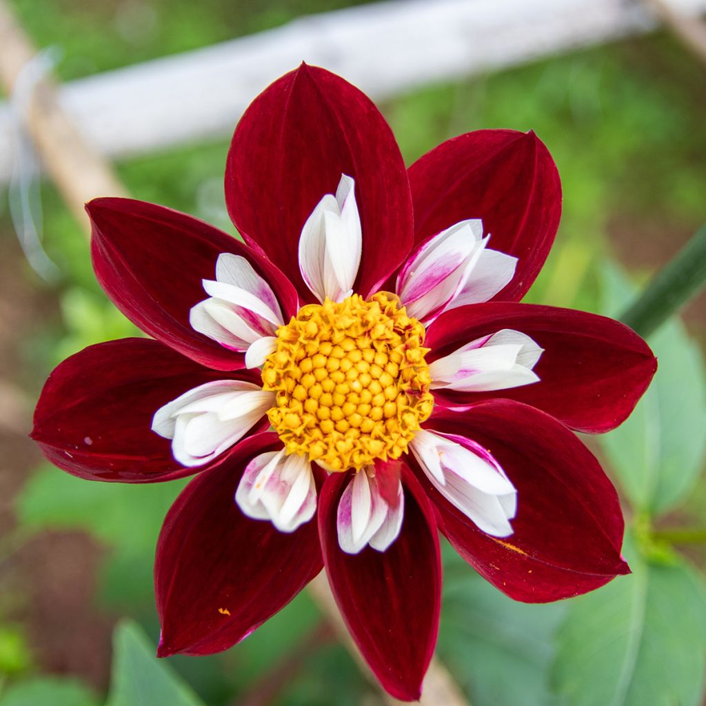 Dahlia collerette Mary Evelyn