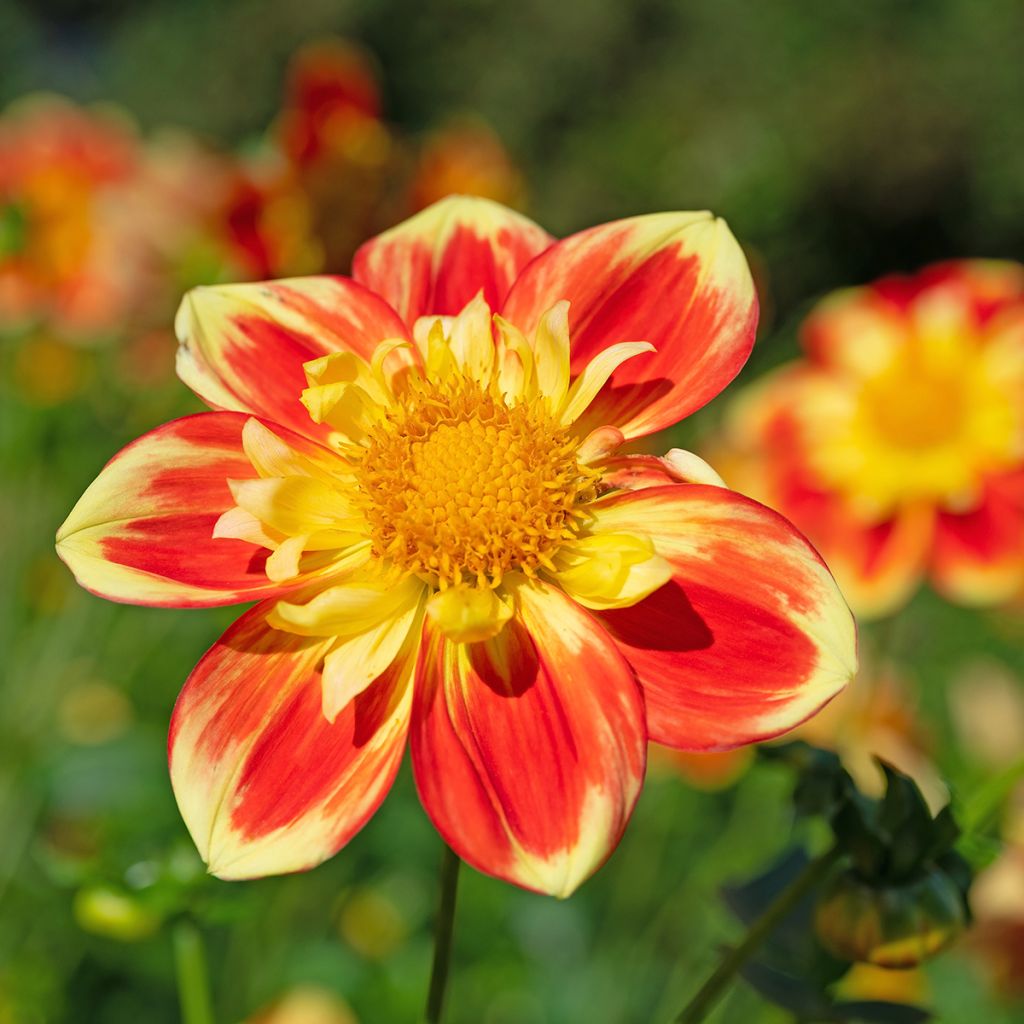 Dahlia collerette Pooh