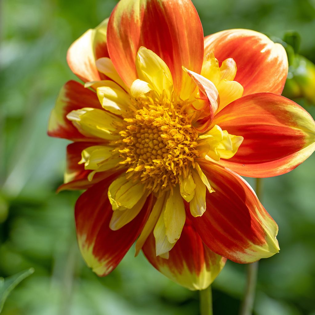 Dahlia collerette Pooh