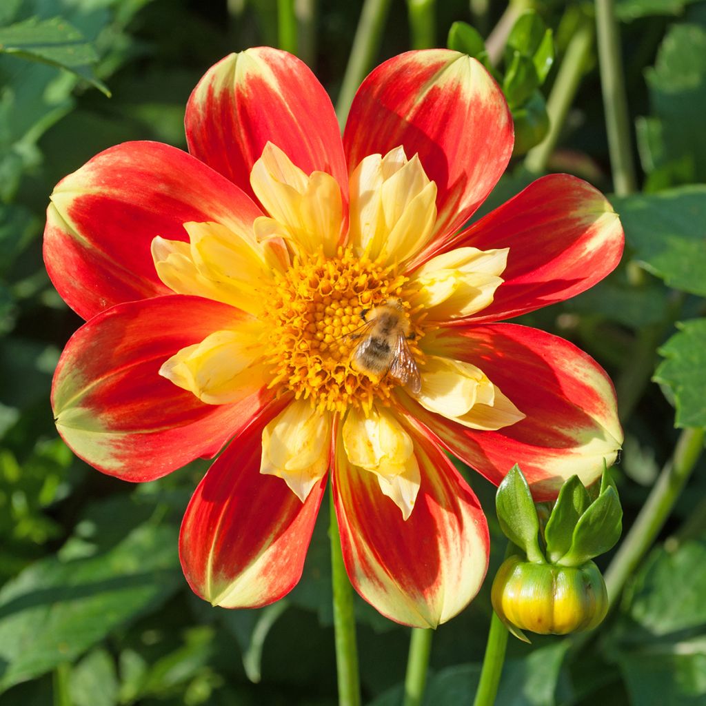 Dahlia collerette Pooh