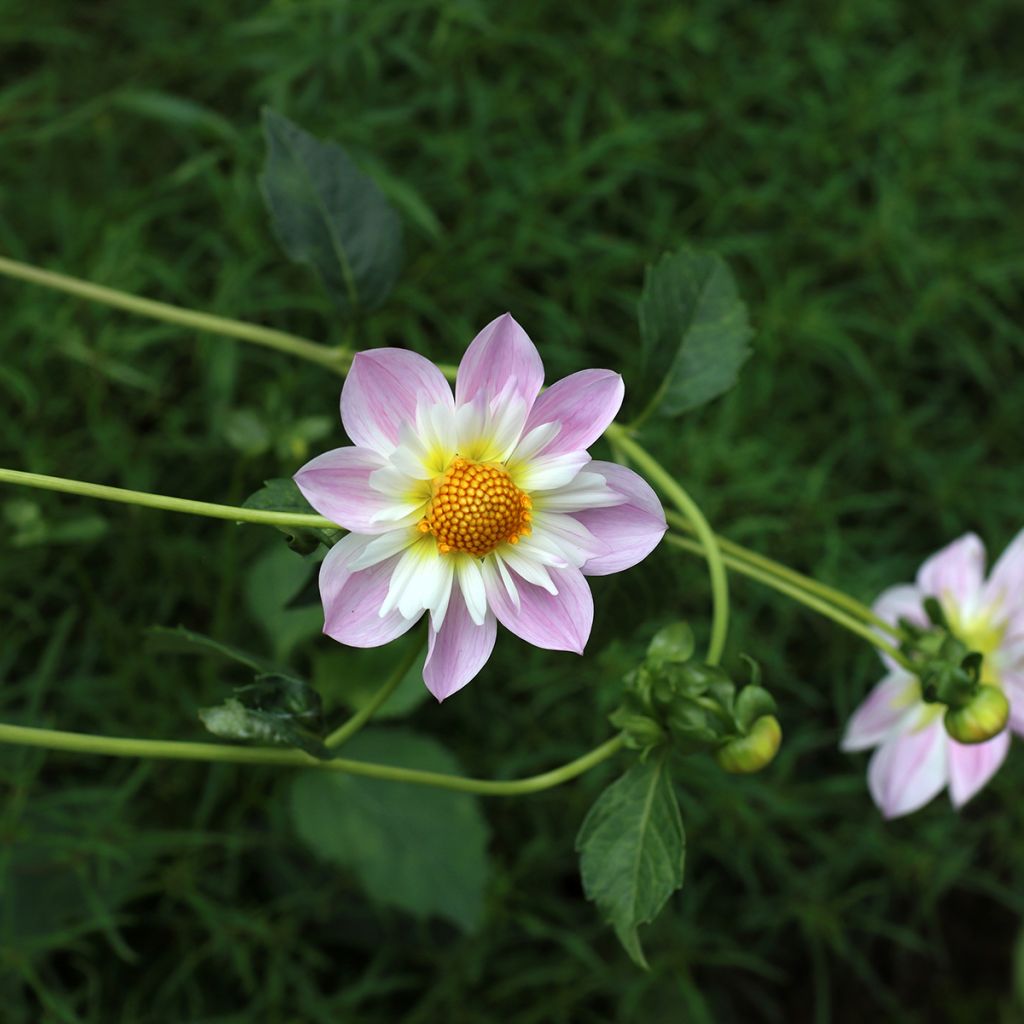 Dahlia collerette Teesbrooke Audrey