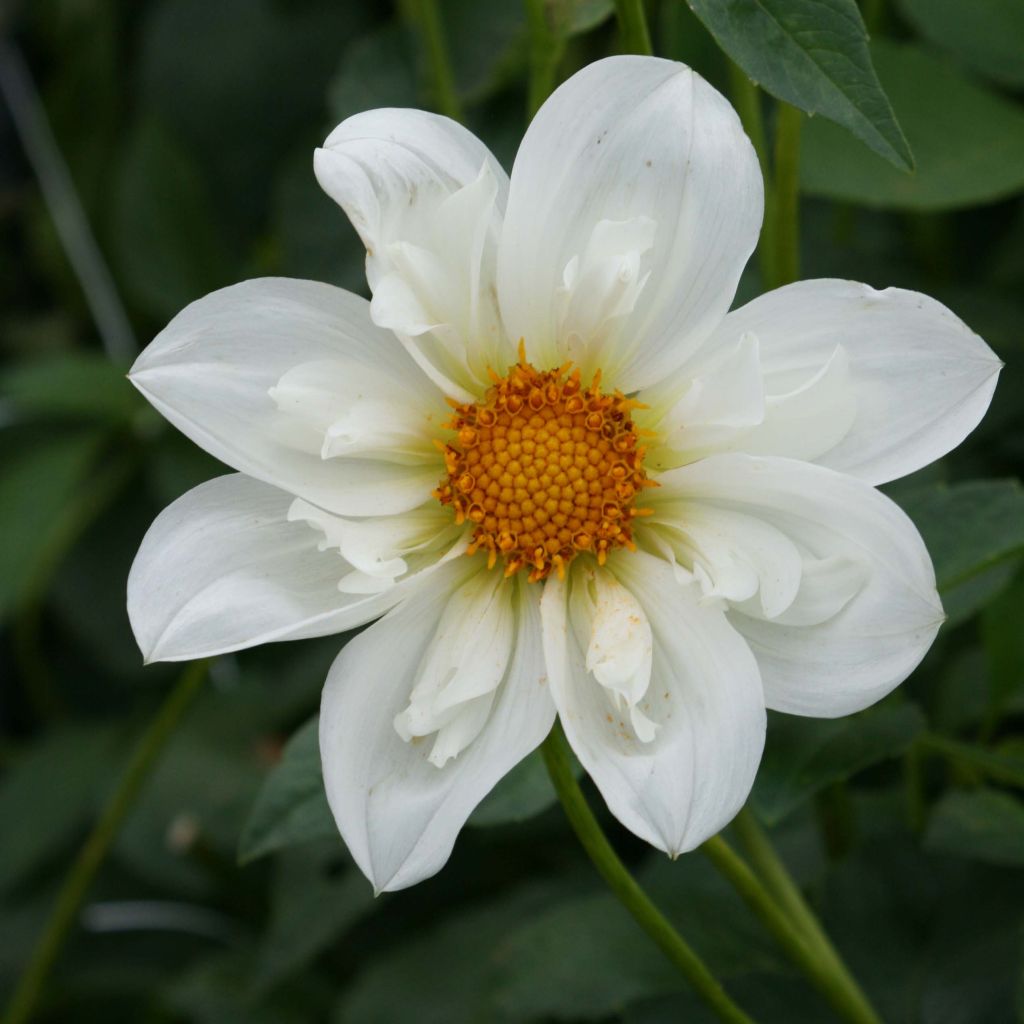 Dahlia collerette Twyning's White Chocolate