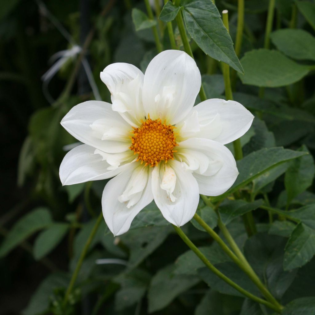 Dahlia collerette Twyning's White Chocolate