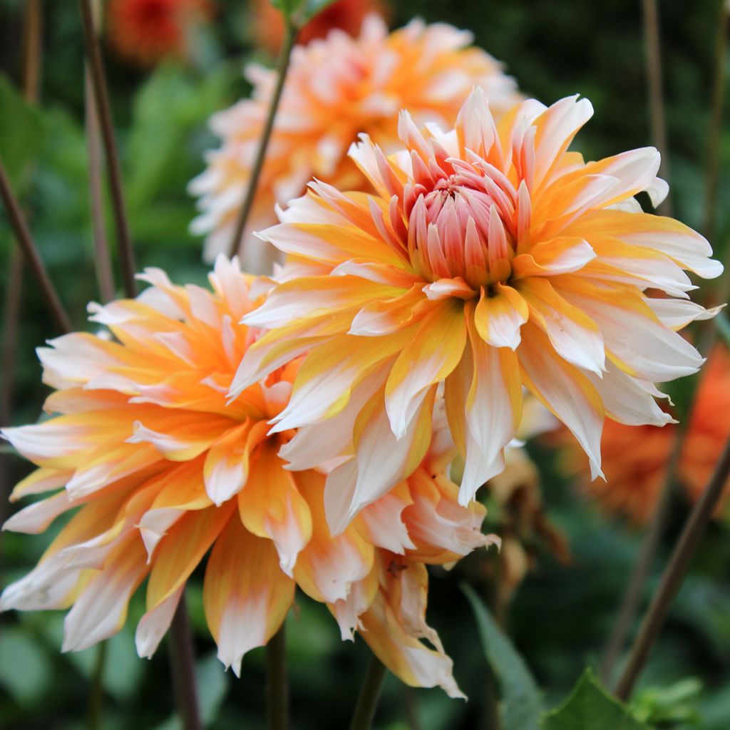 Dahlia décoratif Hans Auinger