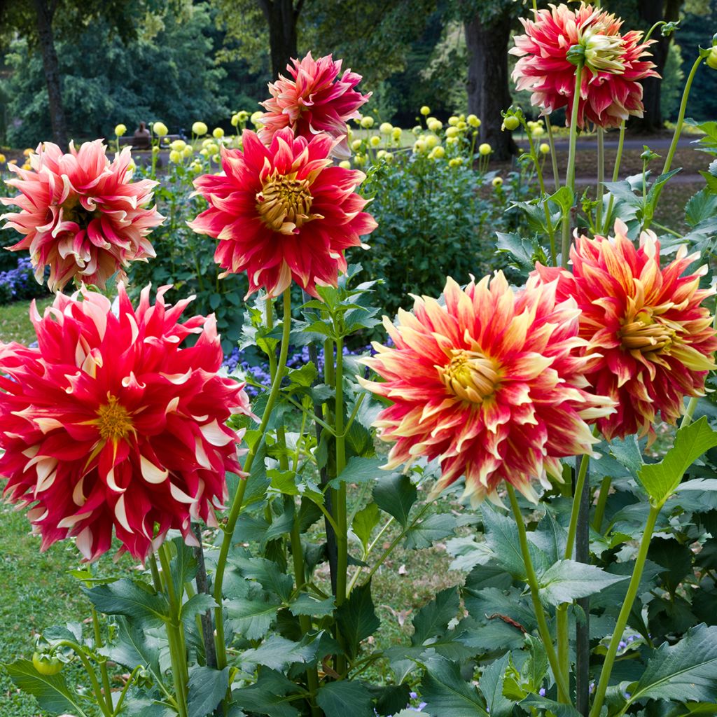 Dahlia géant Bodacious