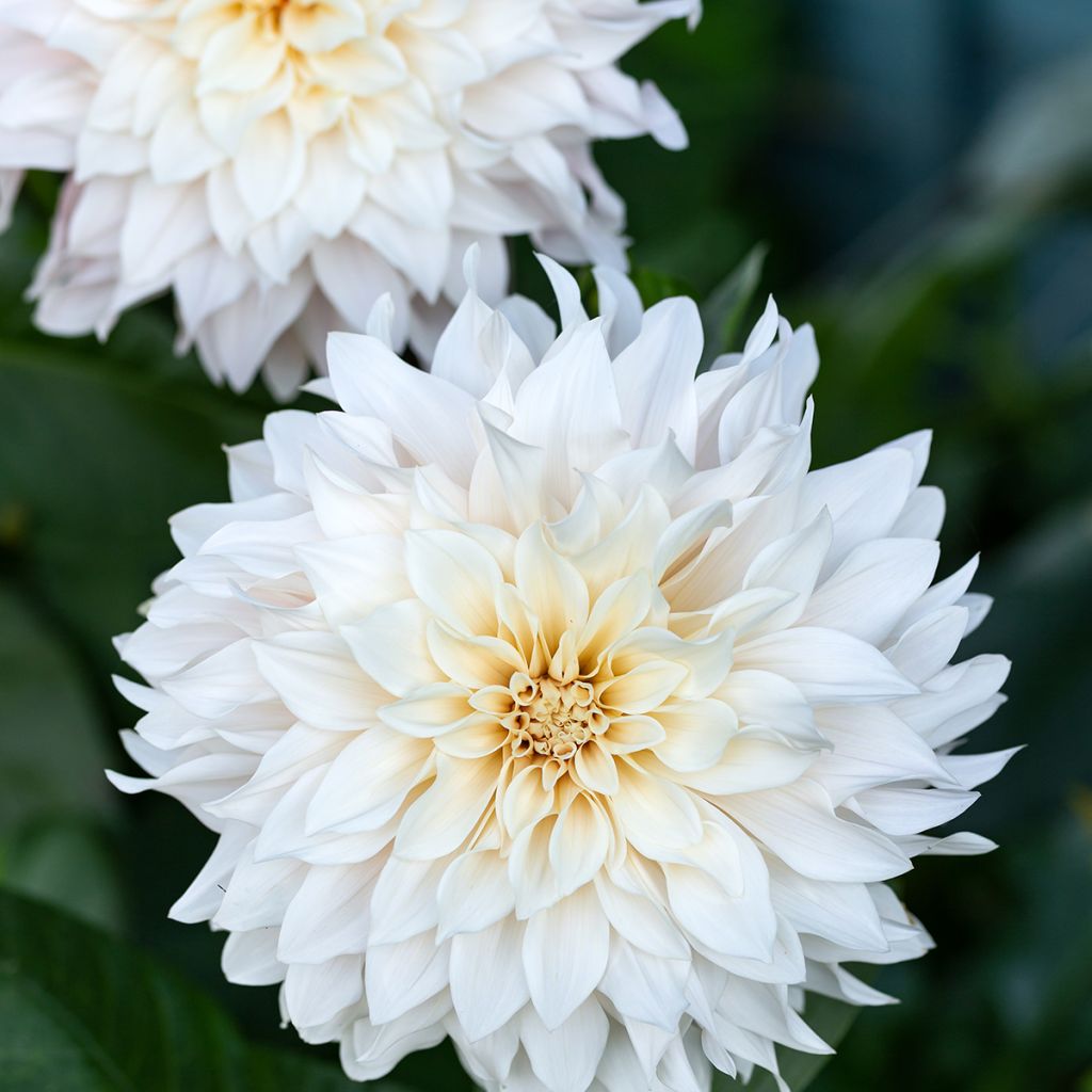 Dahlia géant Café Au Lait Suprême