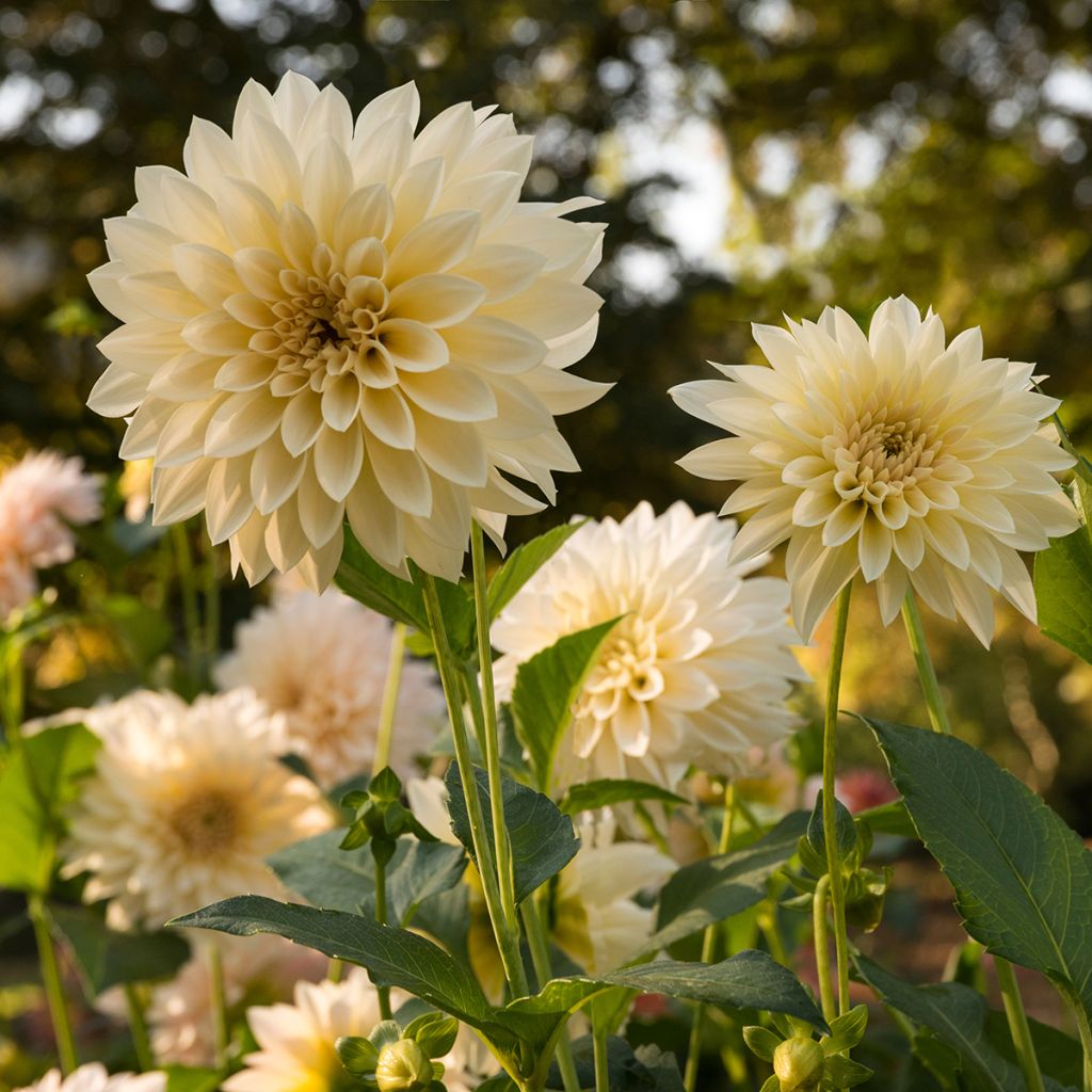 Dahlia géant Café Au Lait Suprême