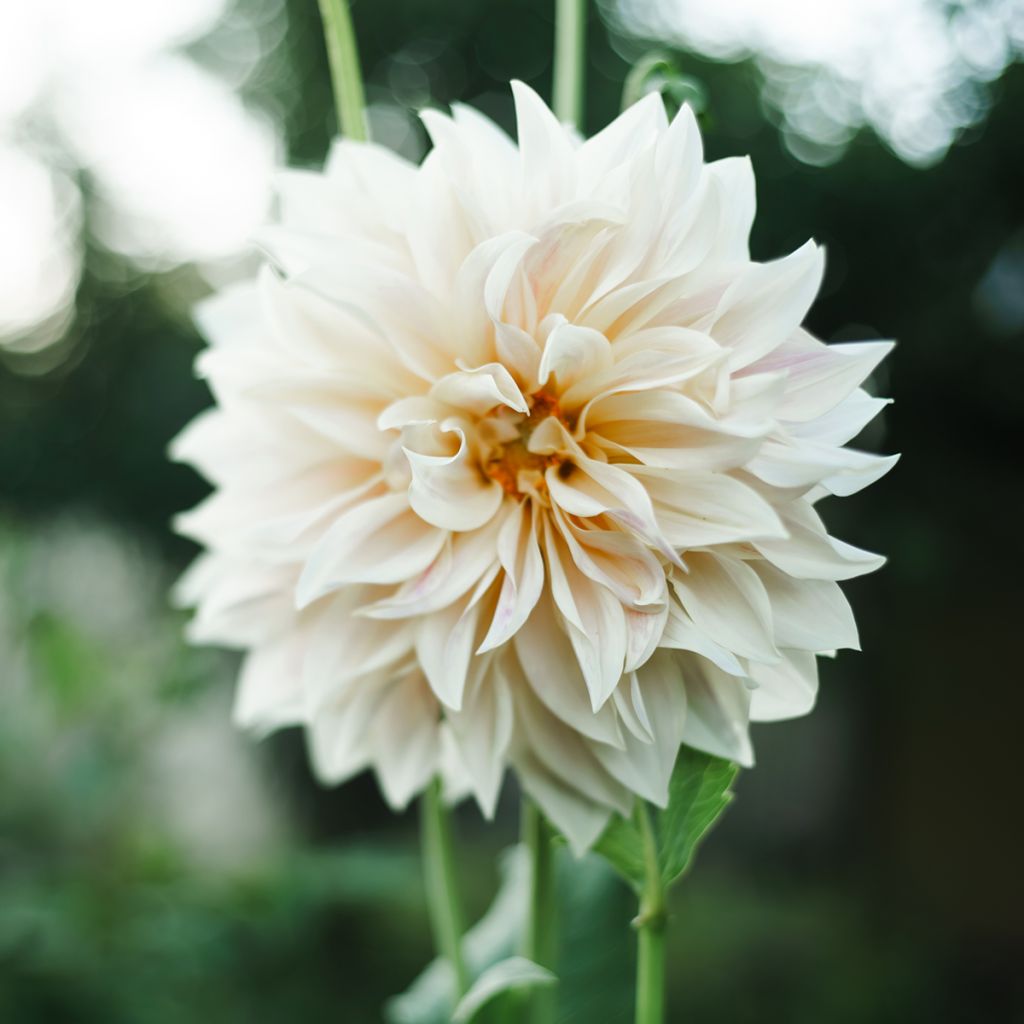 Dahlia géant Café Au Lait Suprême