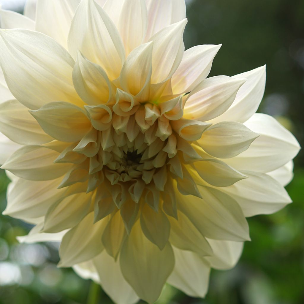 Dahlia géant Café Au Lait Suprême