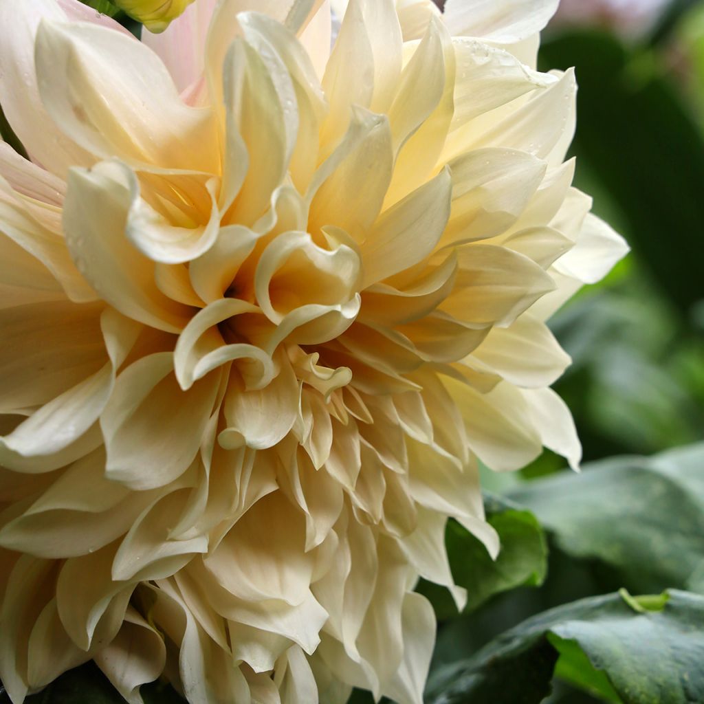 Dahlia géant Café Au Lait Suprême