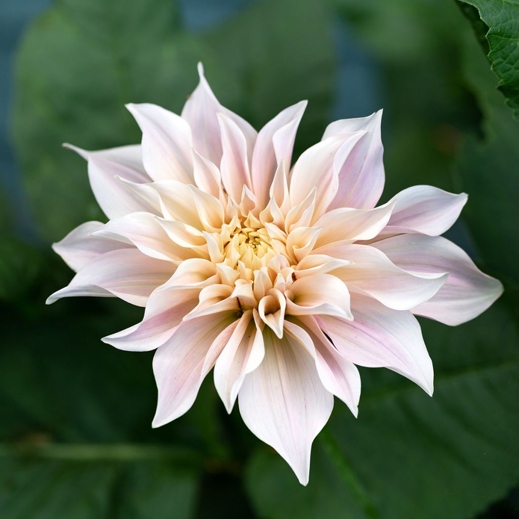 Dahlia géant Café Au Lait