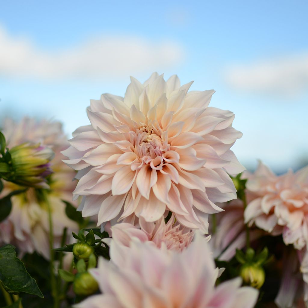 Dahlia géant Café Au Lait