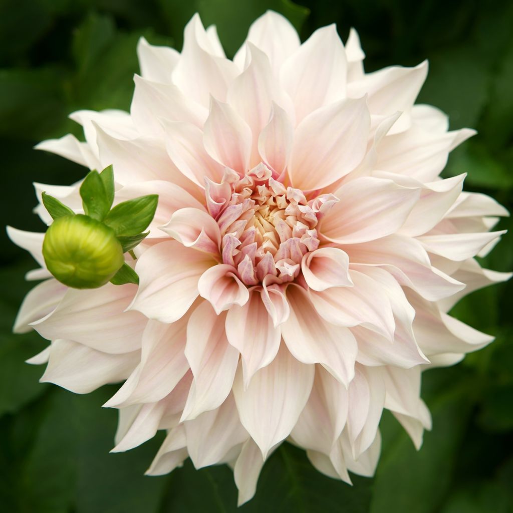 Dahlia géant Café Au Lait