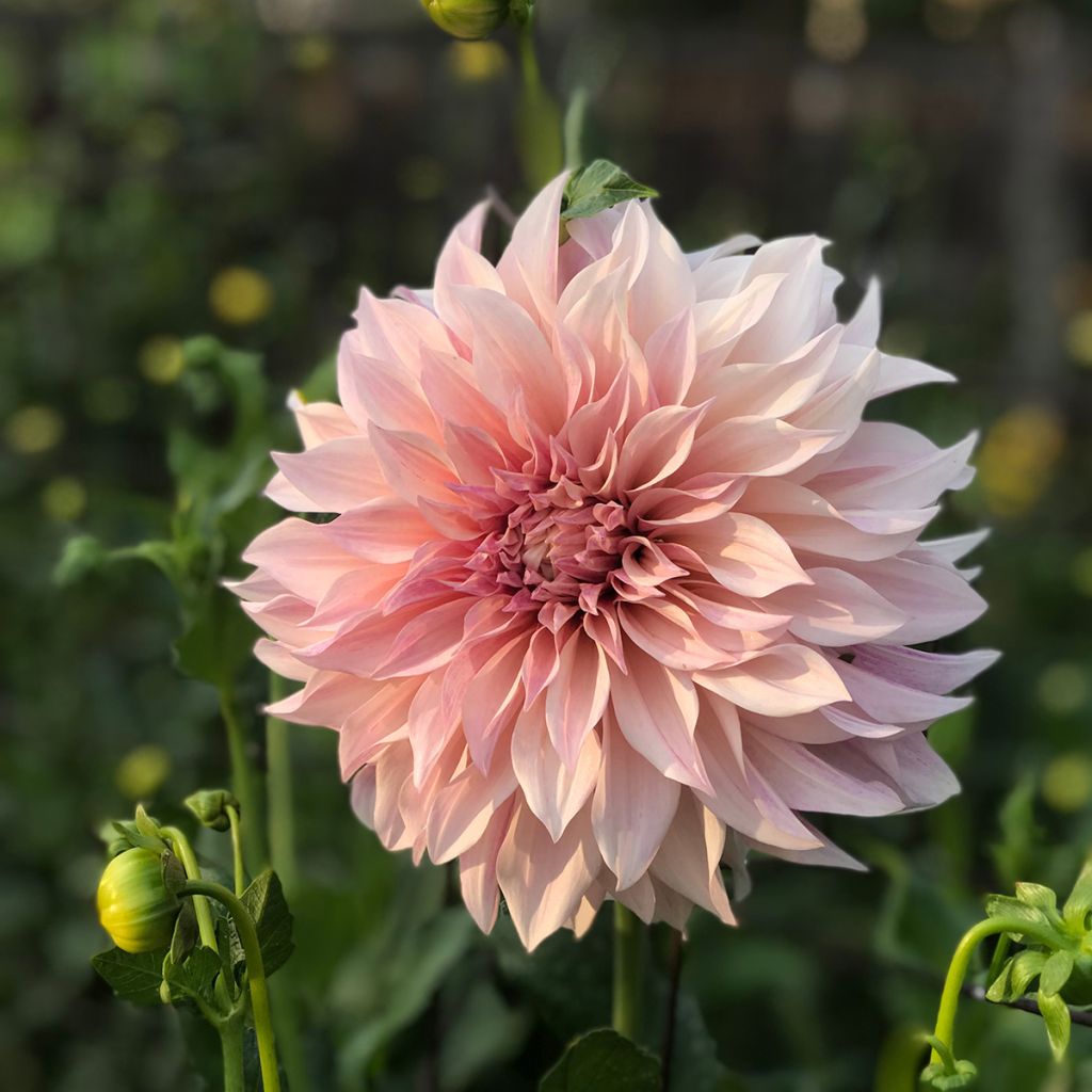 Dahlia géant Café au Lait rosé