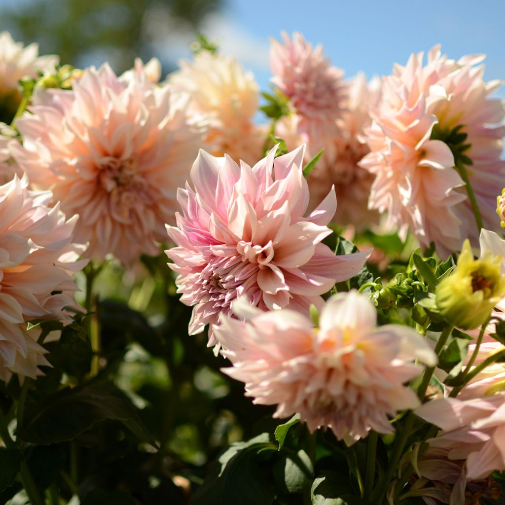 Dahlia géant Café au Lait rosé