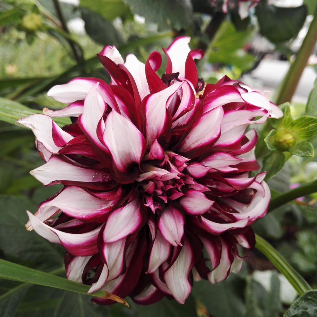 Dahlia géant Contraste