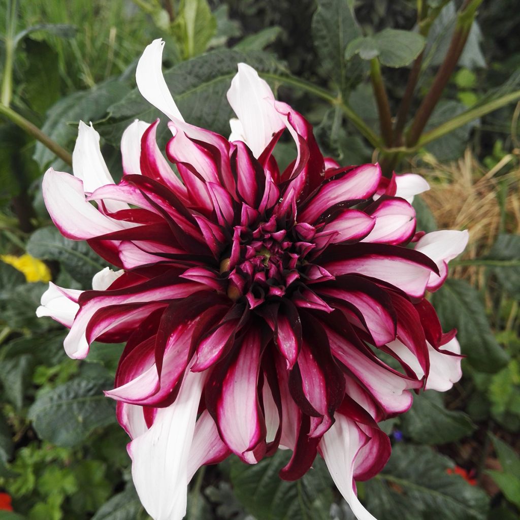 Dahlia géant Contraste