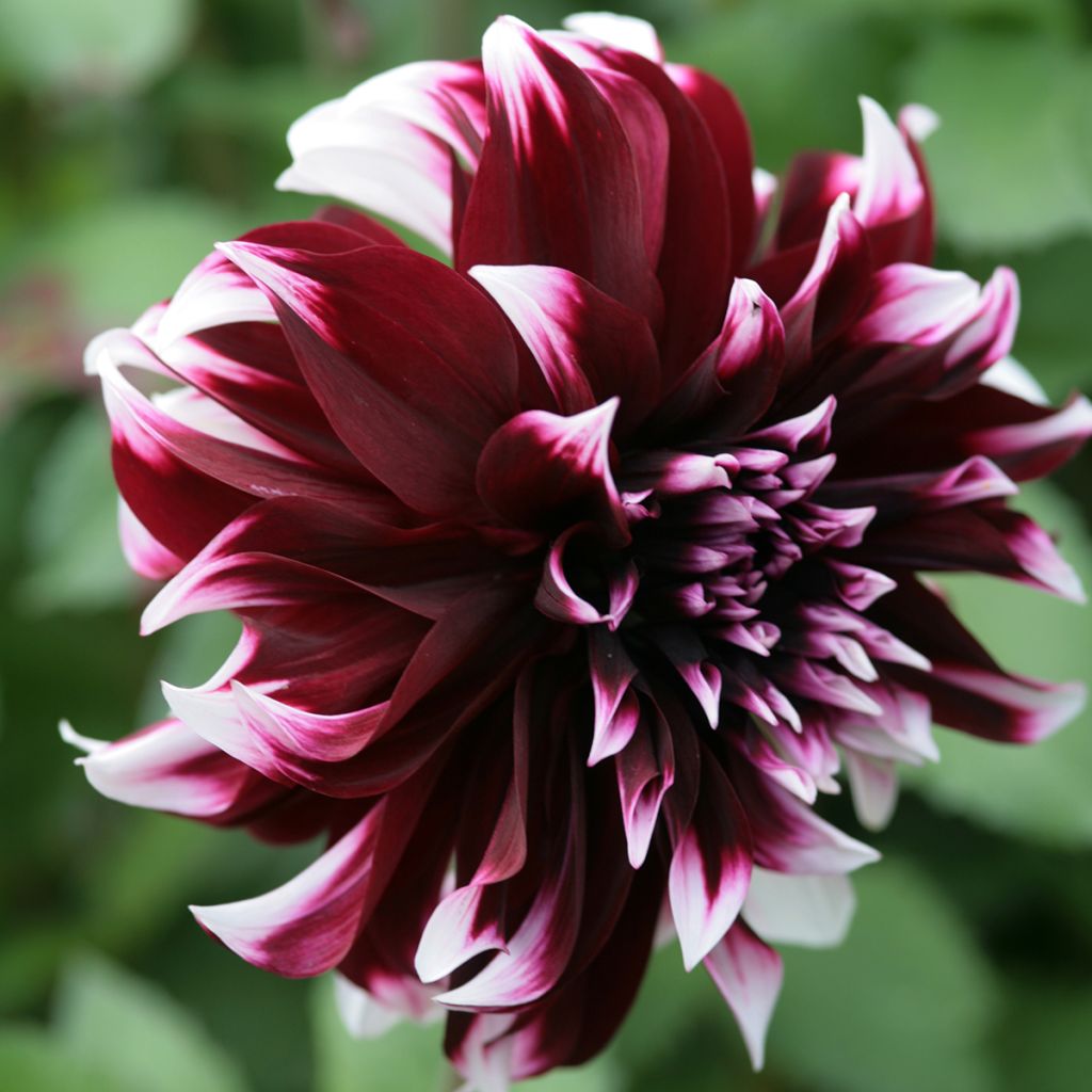 Dahlia géant Contraste