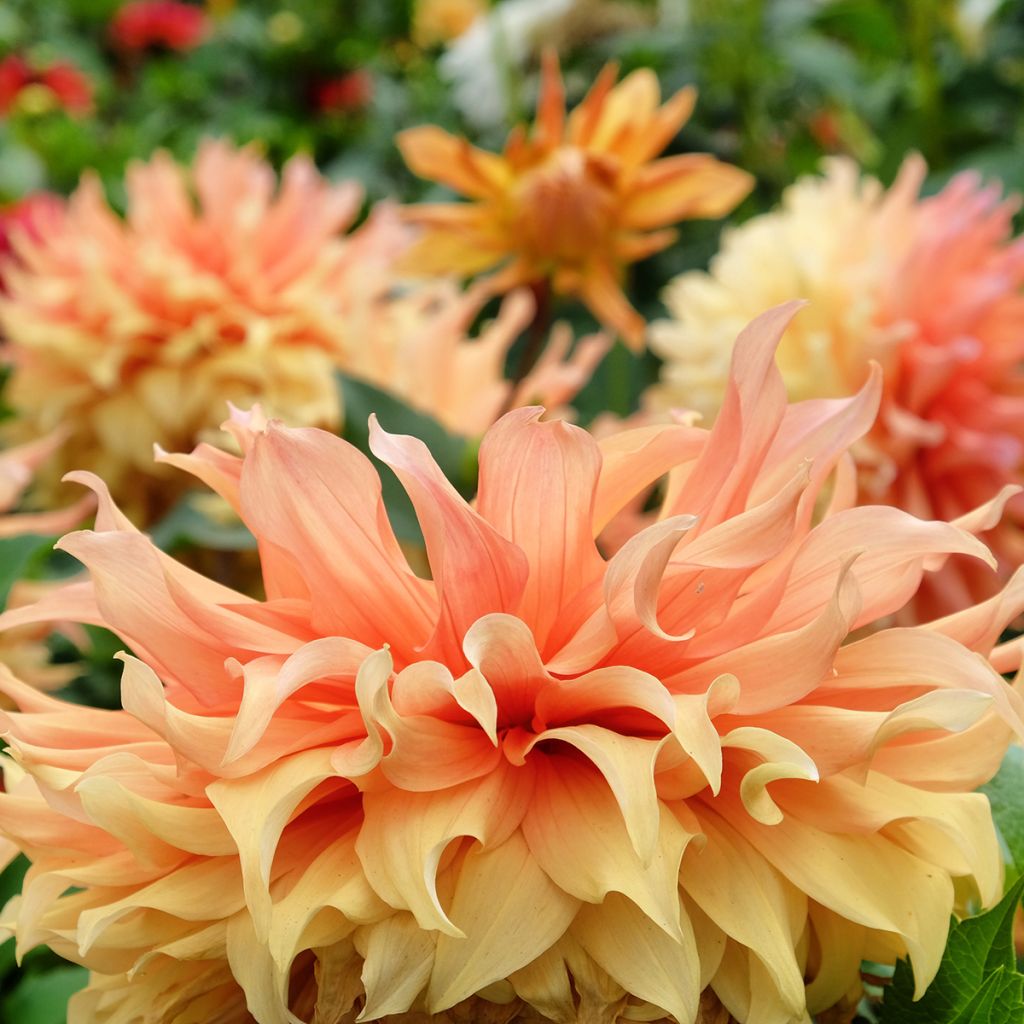 Dahlia géant Hamari Gold