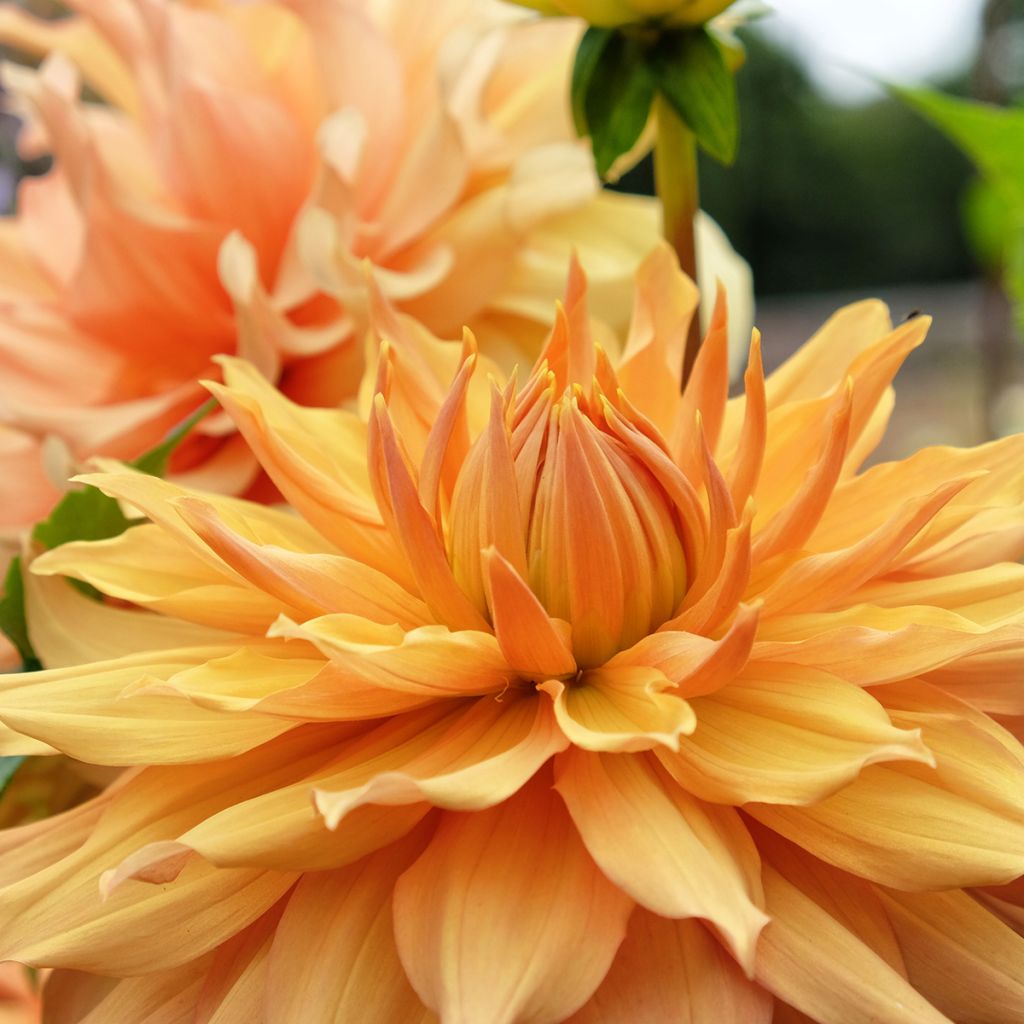 Dahlia géant Hamari Gold