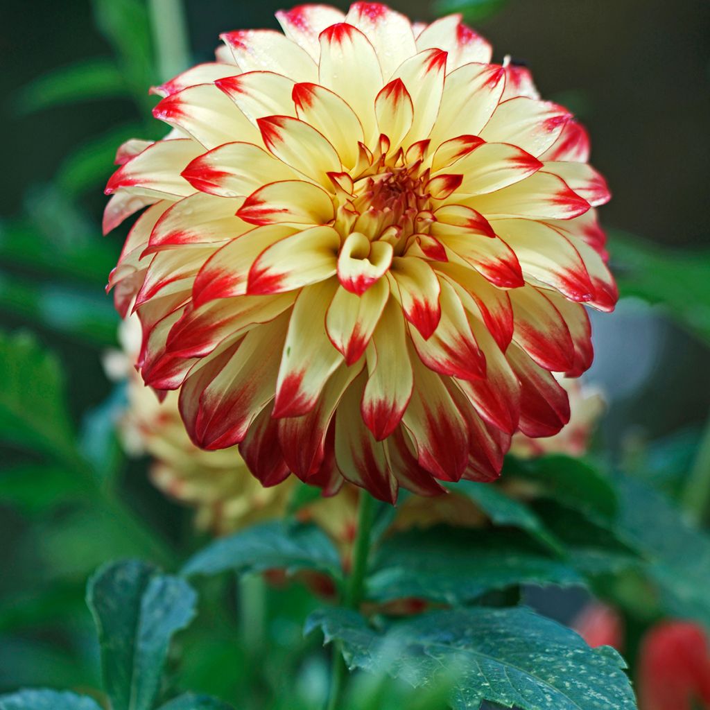 Dahlia géant Lady Darlene