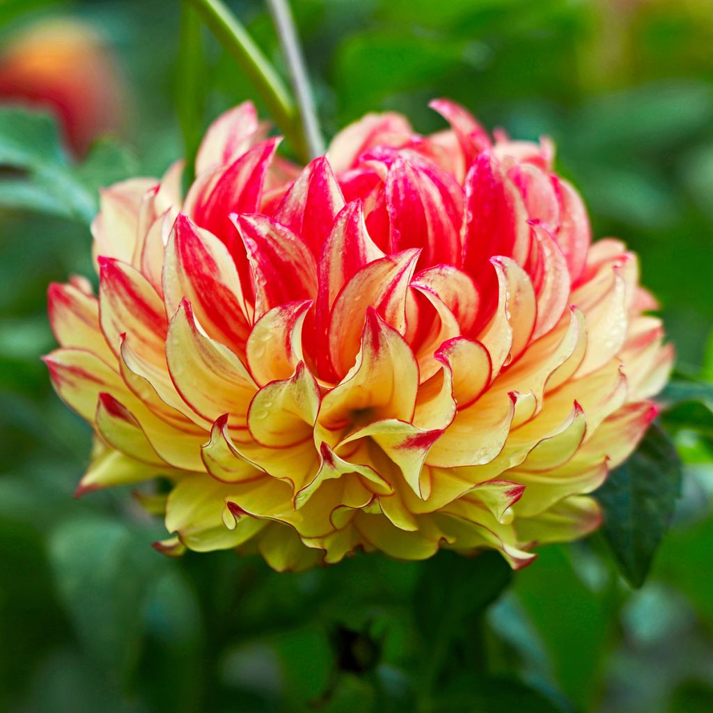 Dahlia géant Lady Darlene