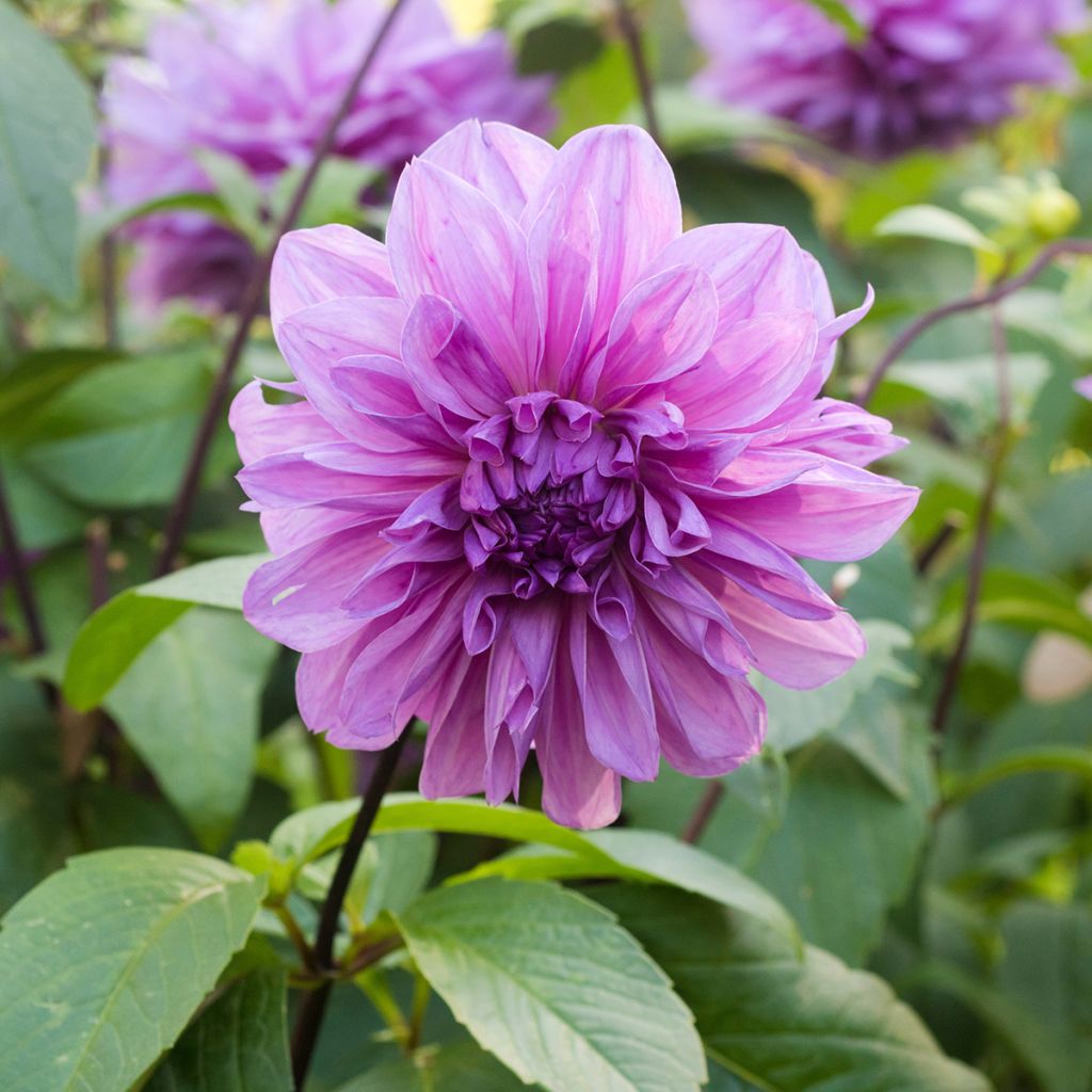 Dahlia géant Lilac Time