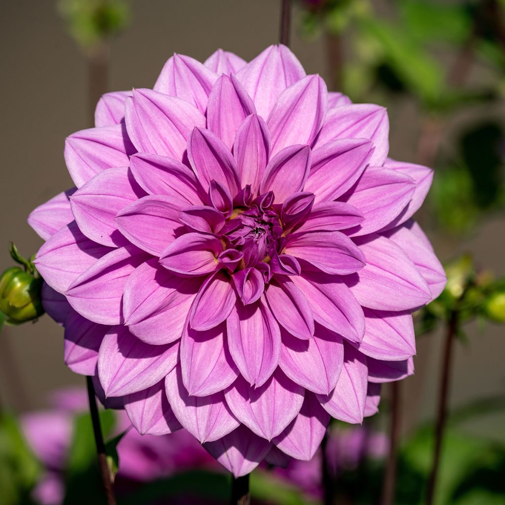 Dahlia géant Lilac Time