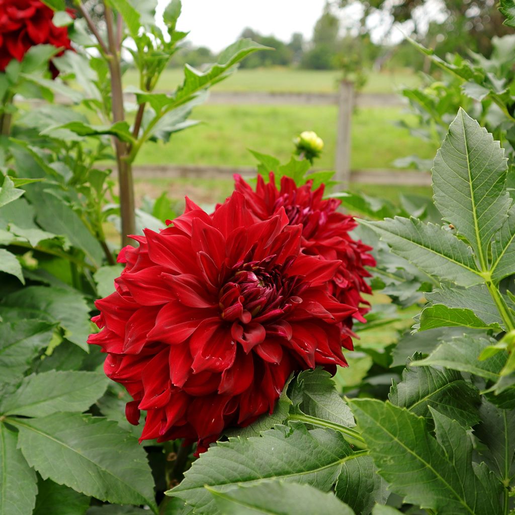 Dahlia géant Mingus Alex