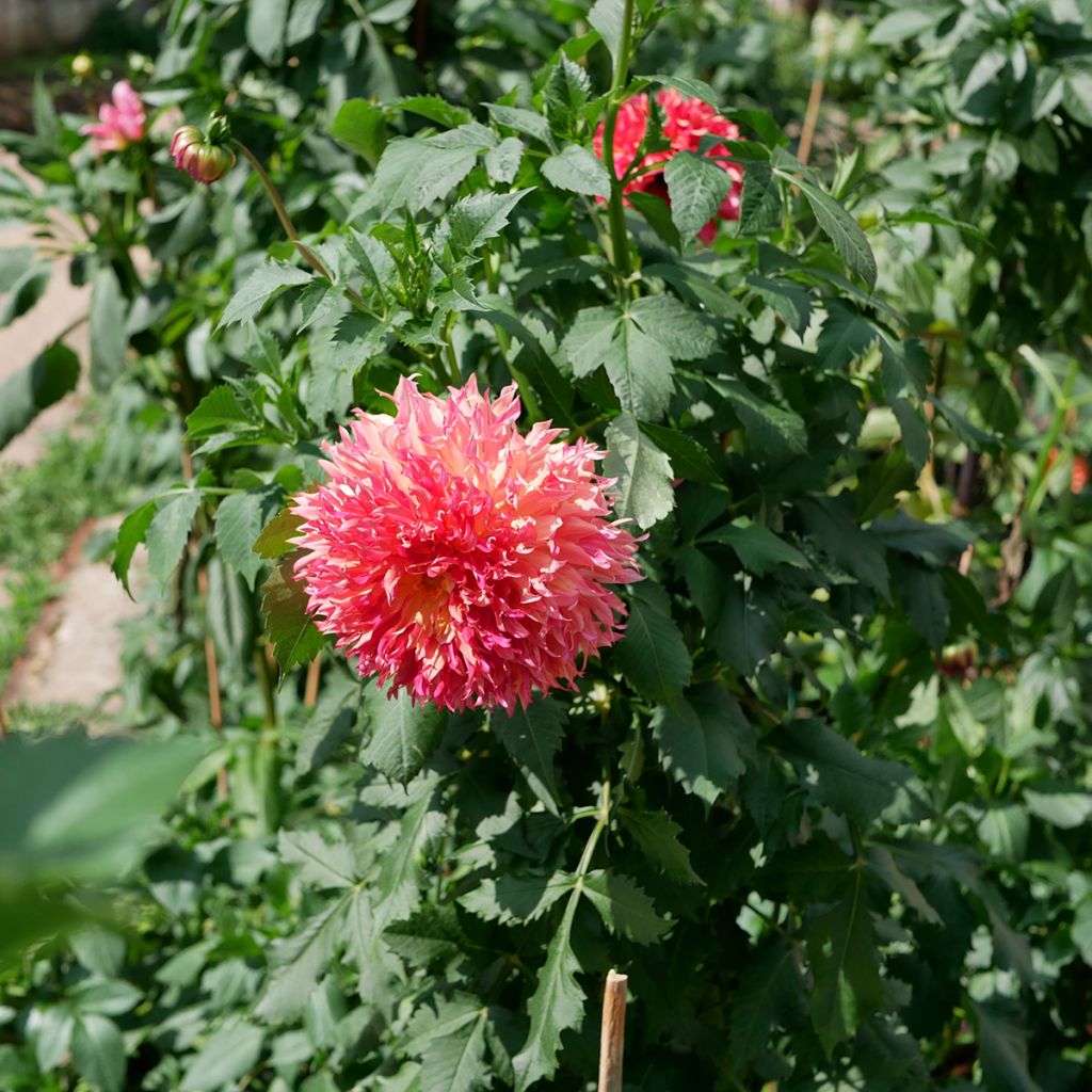 Dahlia géant Myrtle's Folly