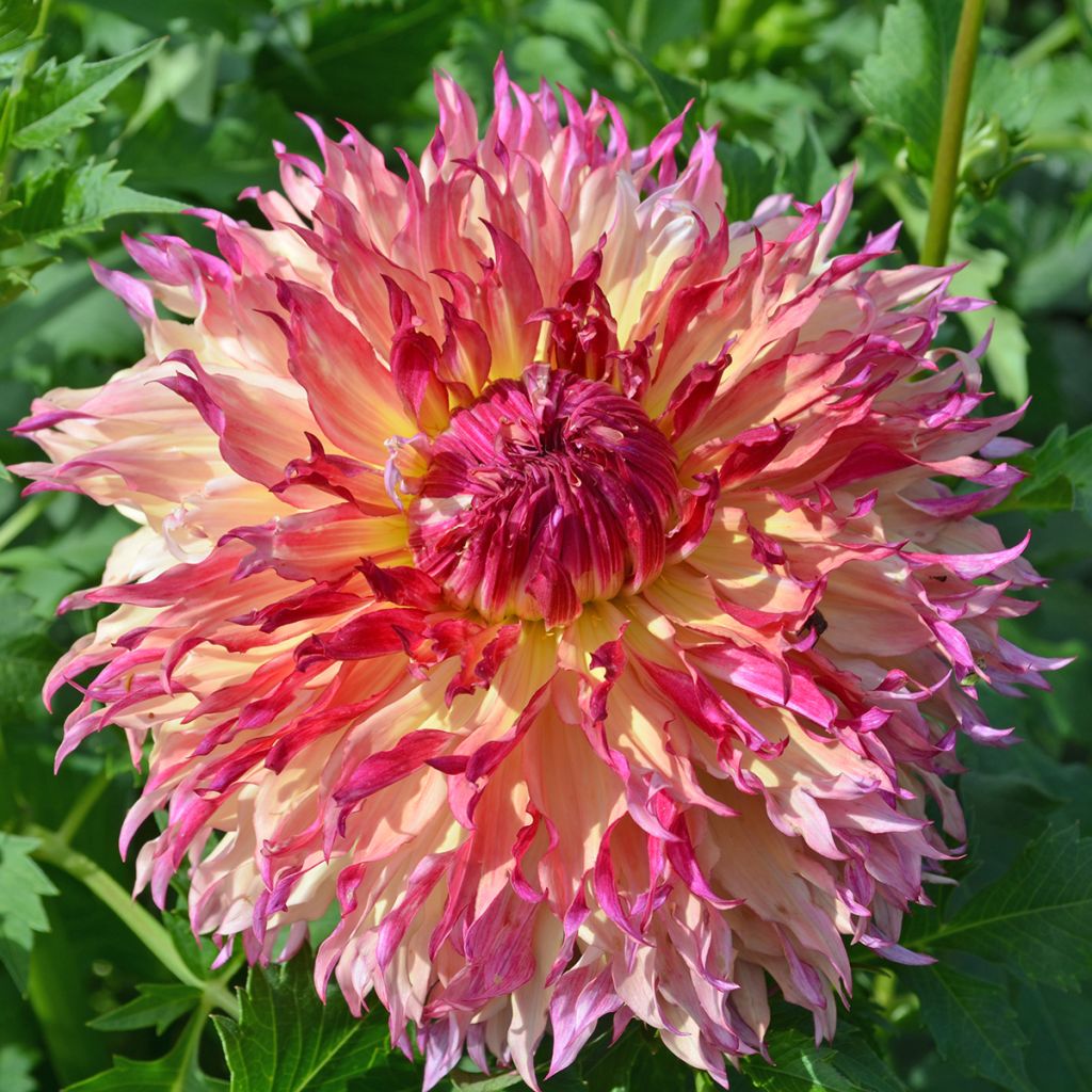 Dahlia géant Myrtle's Folly