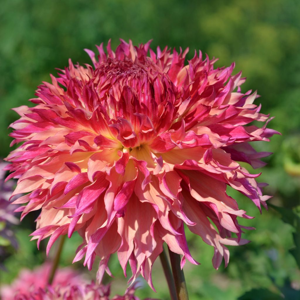 Dahlia géant Myrtle's Folly