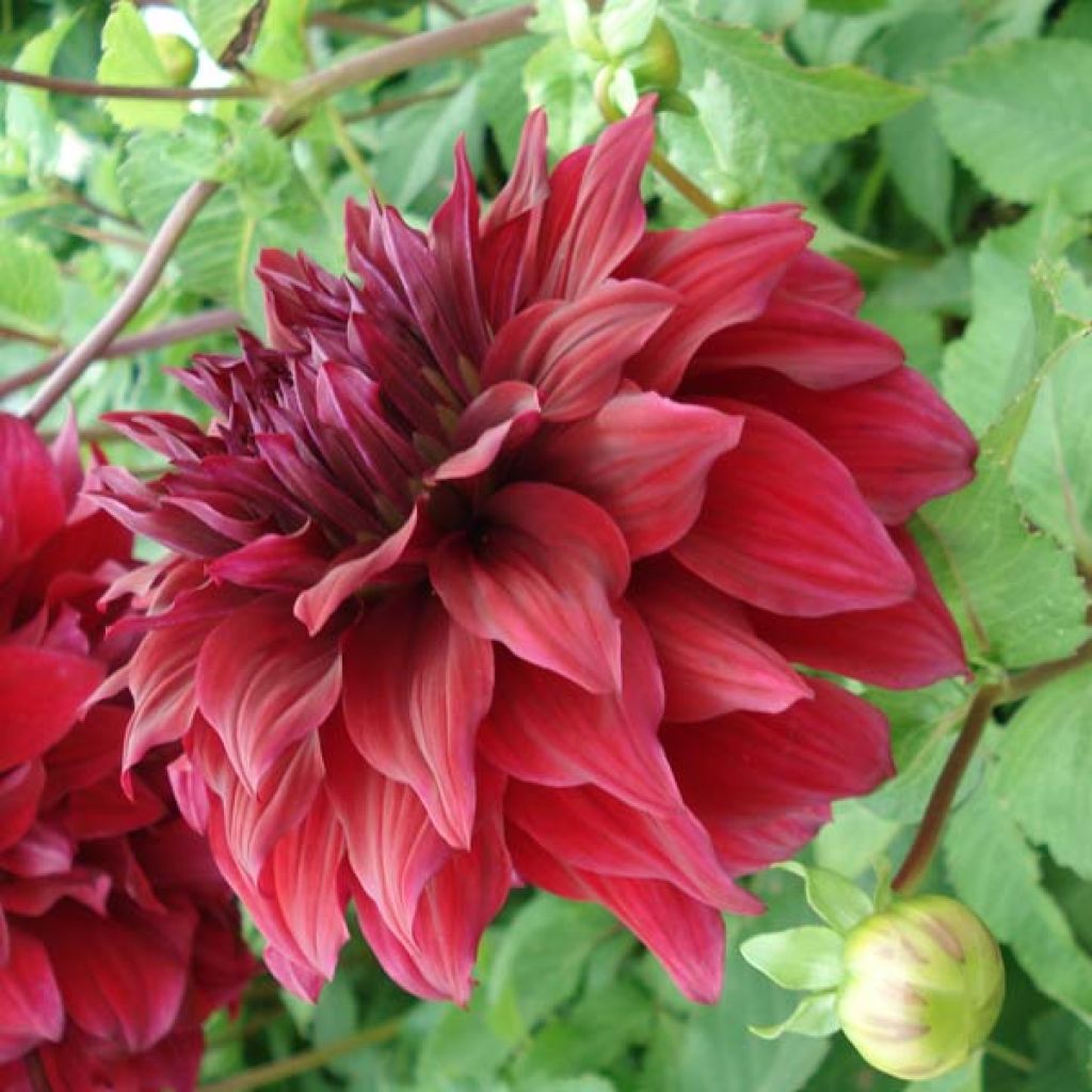 Dahlia Géant Spartacus