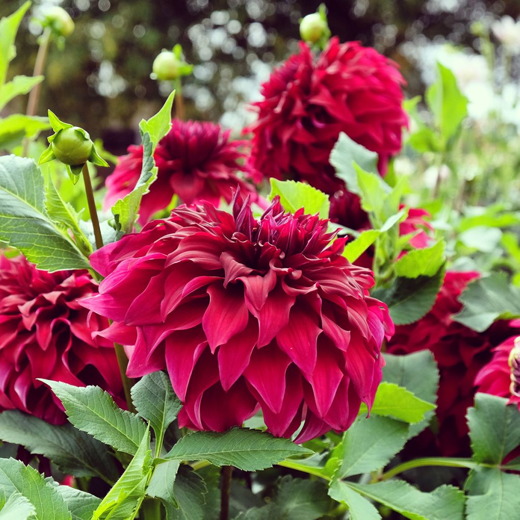 Dahlia géant Spartacus