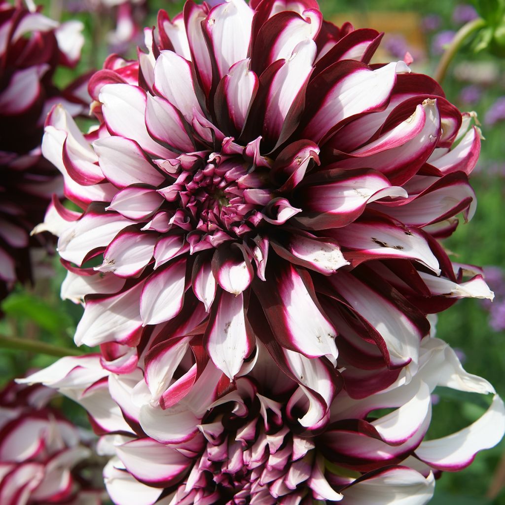 Dahlia géant Tartan