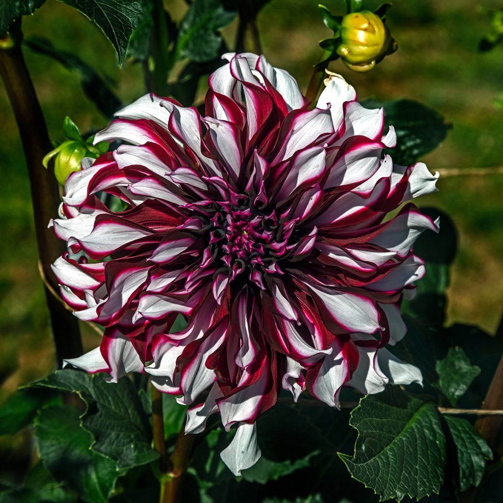 Dahlia géant Tartan