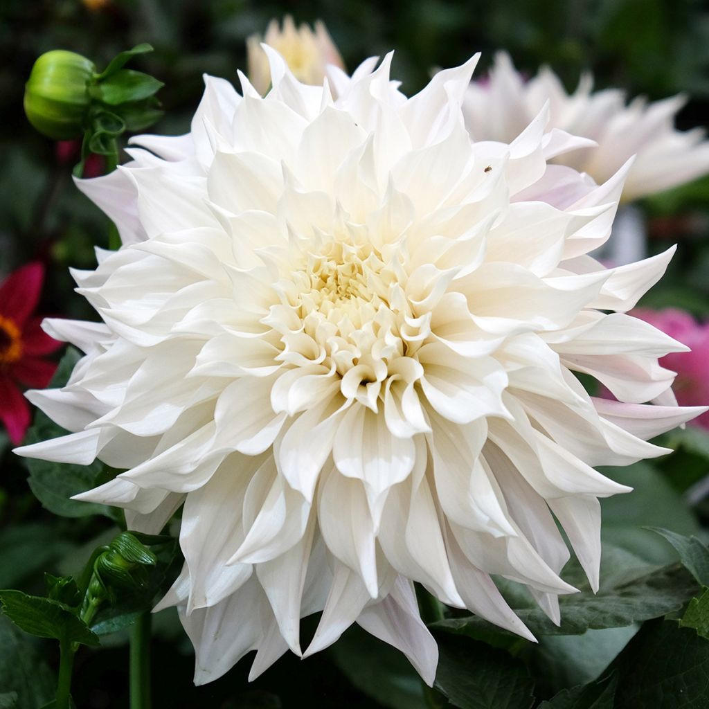 Dahlia géant White Perfection