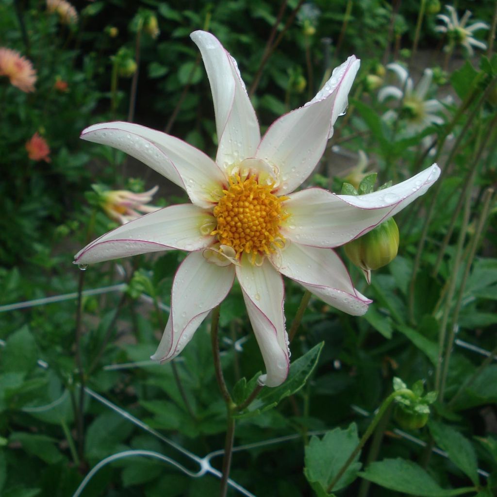 Dahlia Honka fragile