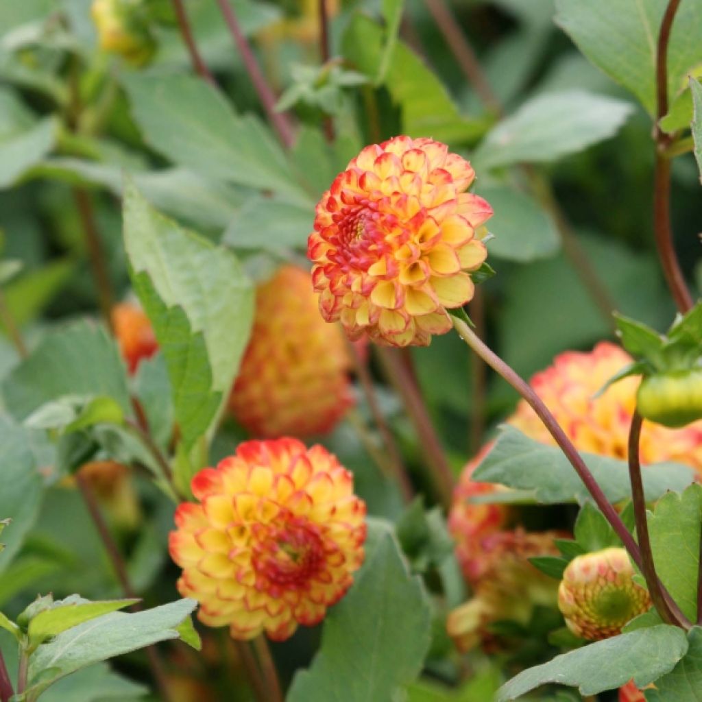 Dahlia Pompon Little Beeswing