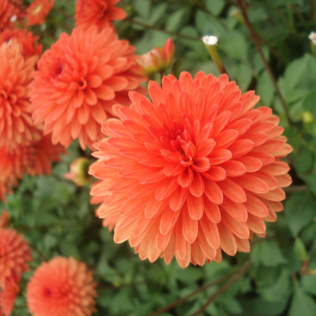 Dahlia nain Jewel Orange