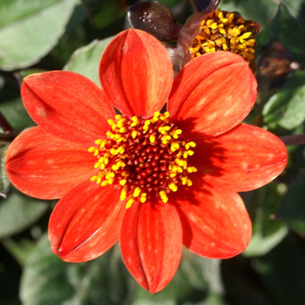 Dahlia nain Scura