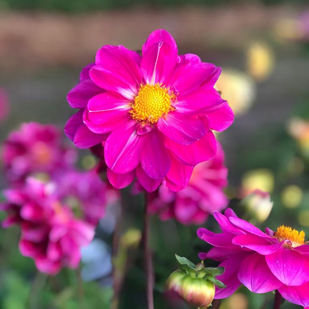 Dahlia paysage Miracle Purple