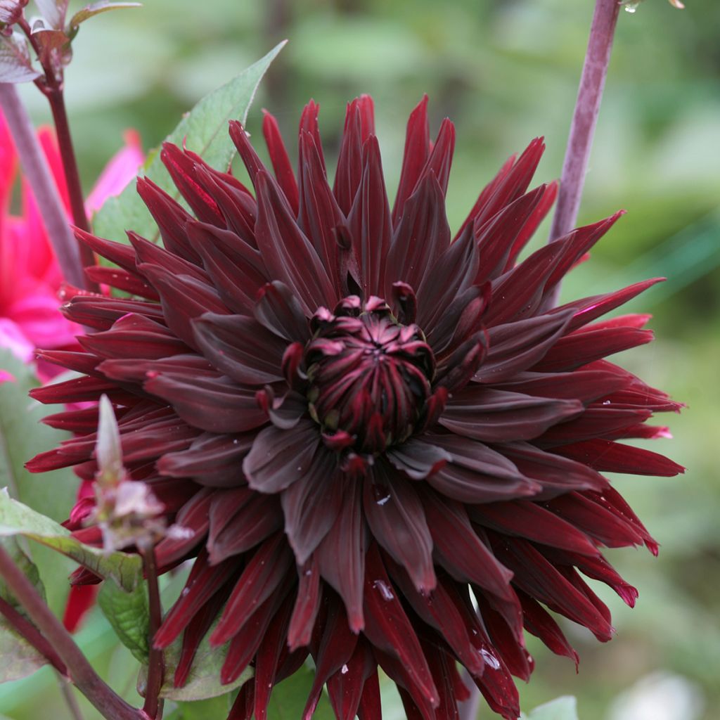 Dahlia semi-cactus Black Jack